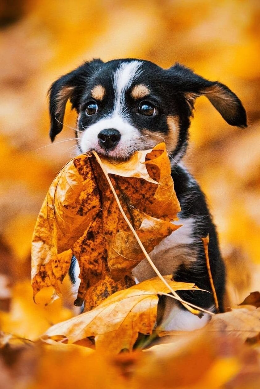 Осень щенки милые