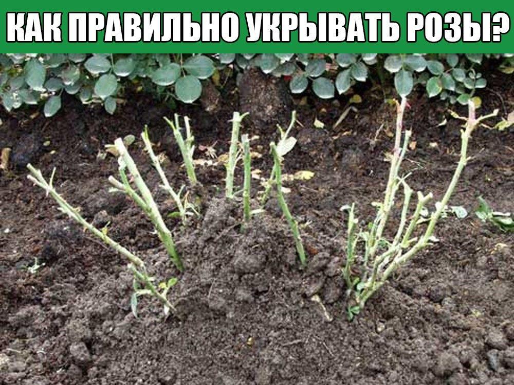 Когда надо обрезать розы