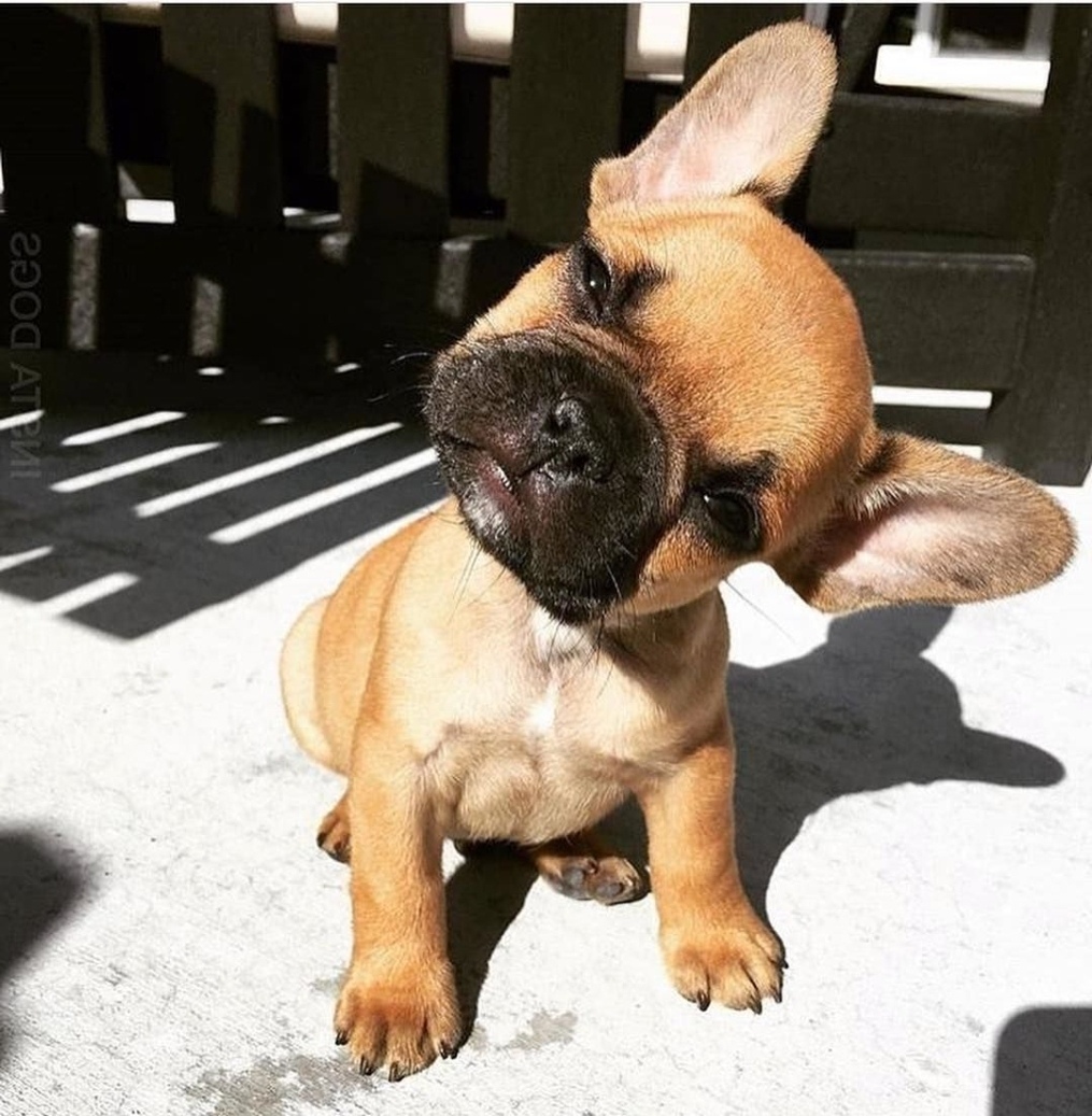 смешные французские бульдоги. видео приколы французский. мопс хочет спать. собака снайпер. французский бульдог.