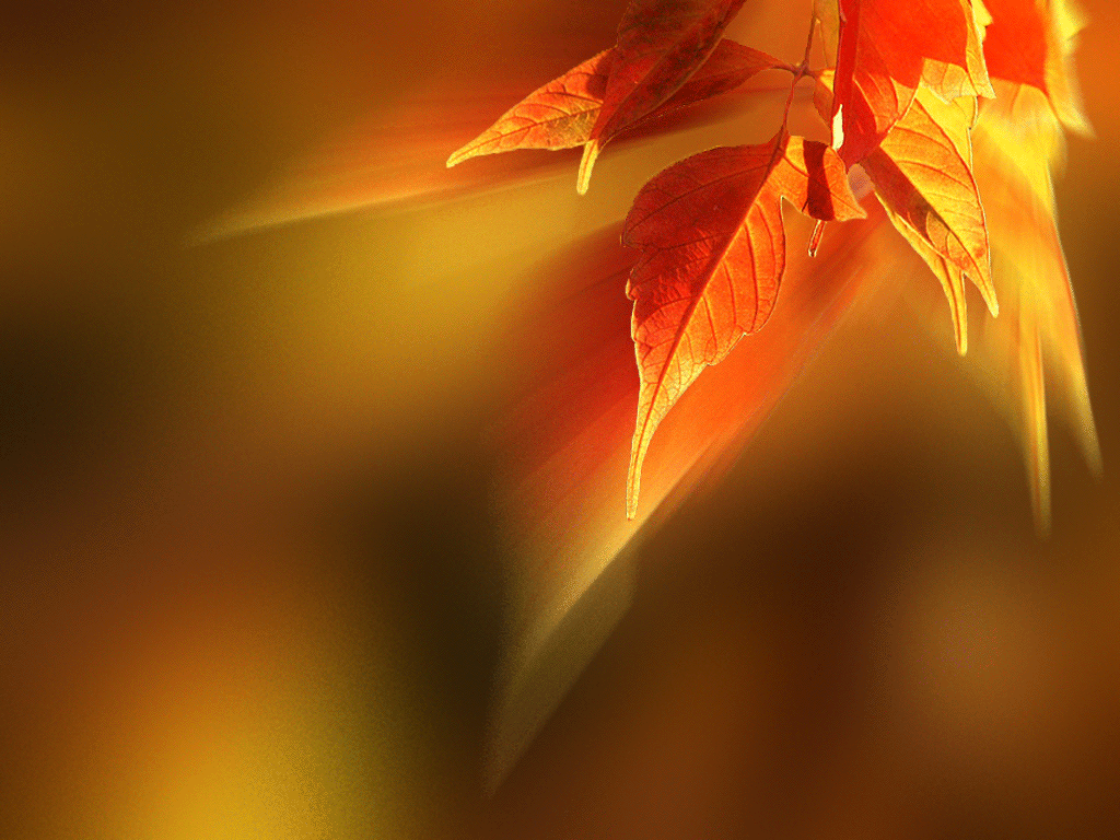 Золотом заполыхала листва. Фон для презентации осень. Анимированные фоны осень. Листва огонь. Осенний фон гиф.