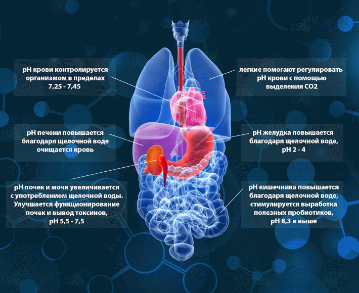 среды в организме человека. понятие о внутренней среде организма. Ph среда в организме человека. среды в организме человека. внутренняя среда организма 8 класс.