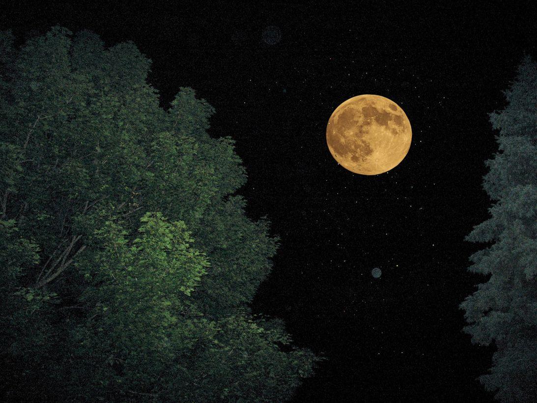 Луна как желтый медведь. Луна. Полная Луна. Фото Луны. О желтая Луна в ночи.