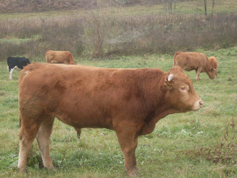 Бычки породы лимузин описание и фото