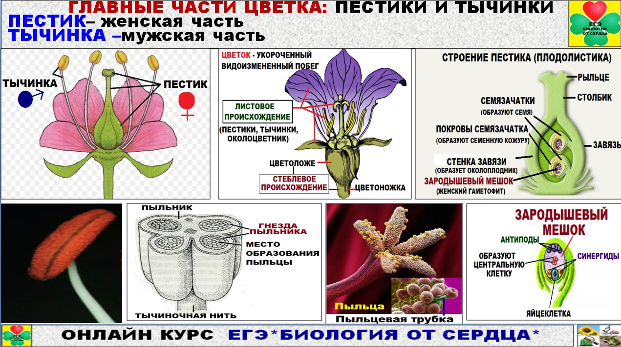 Какими цифрами на рисунке обозначены генеративные органы цветка которые содержат мужские клетки