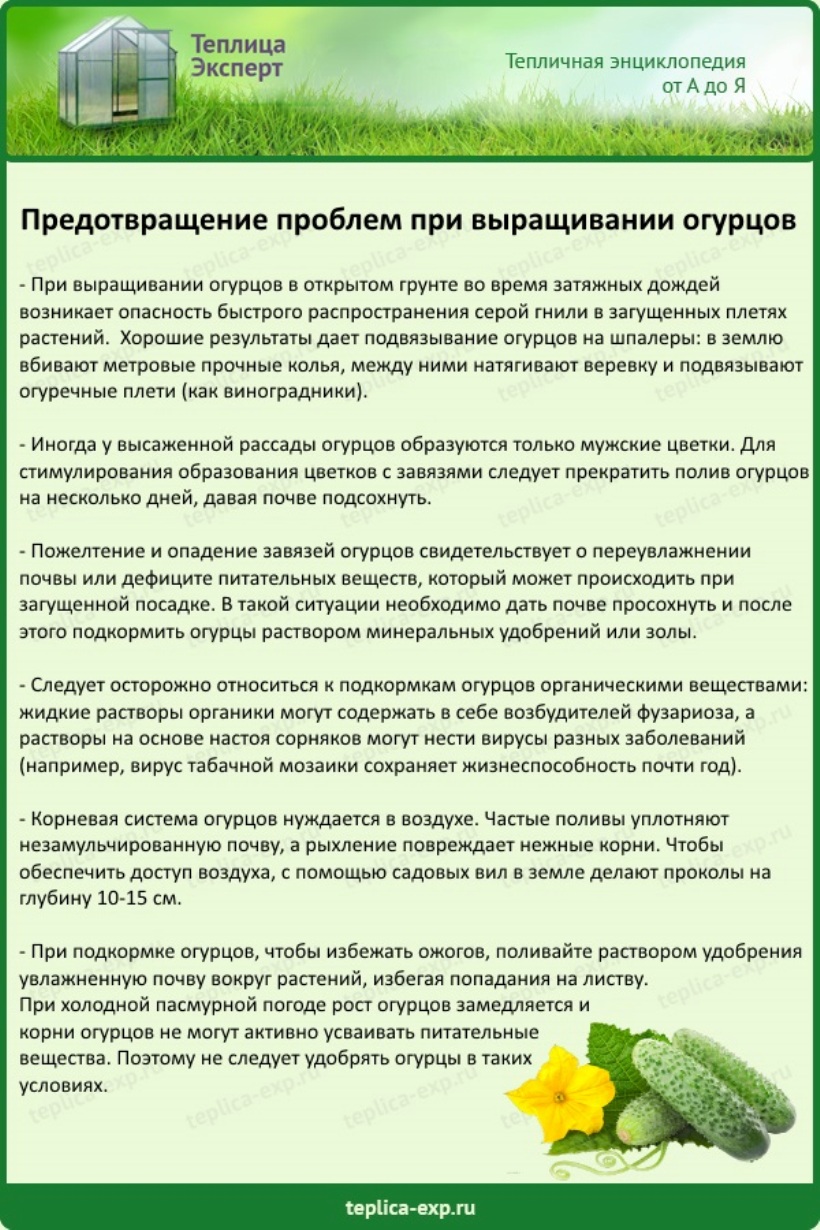 Можно ли подкормить огурцы. Чем подкормить огурцы. Чем подкдкормить огурцы. Огурцы удобрение. Подкормка огурцов в теплице.