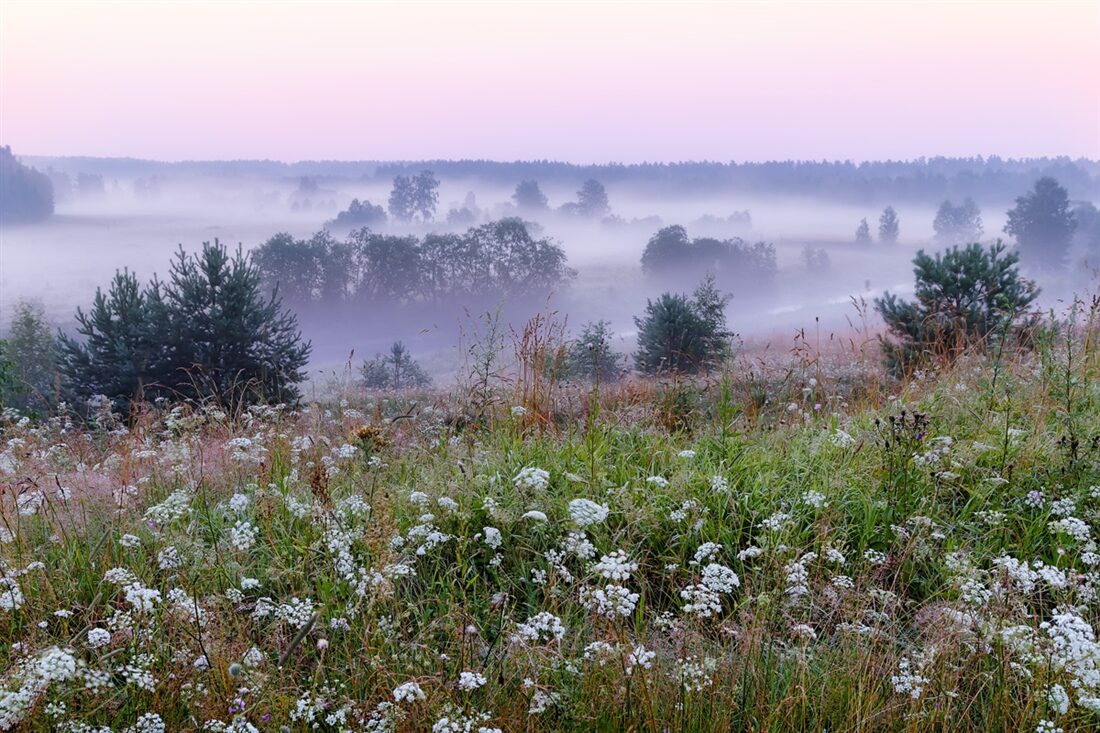 Раннее утро 4 буквы. Володарск раннее утро. Раннее утро Тамбовская область. Утренний туман картинки.