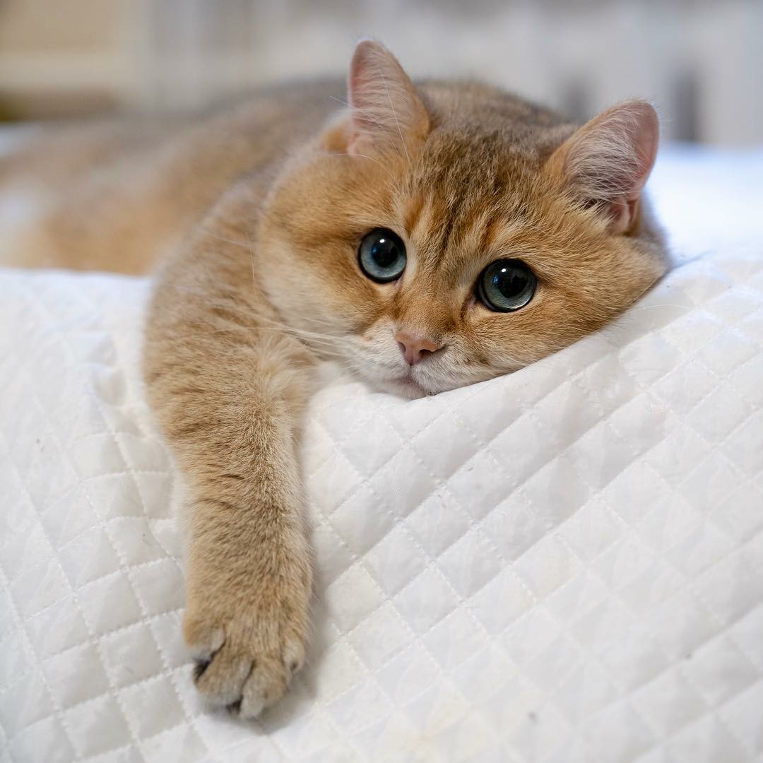 Хосико кот цена