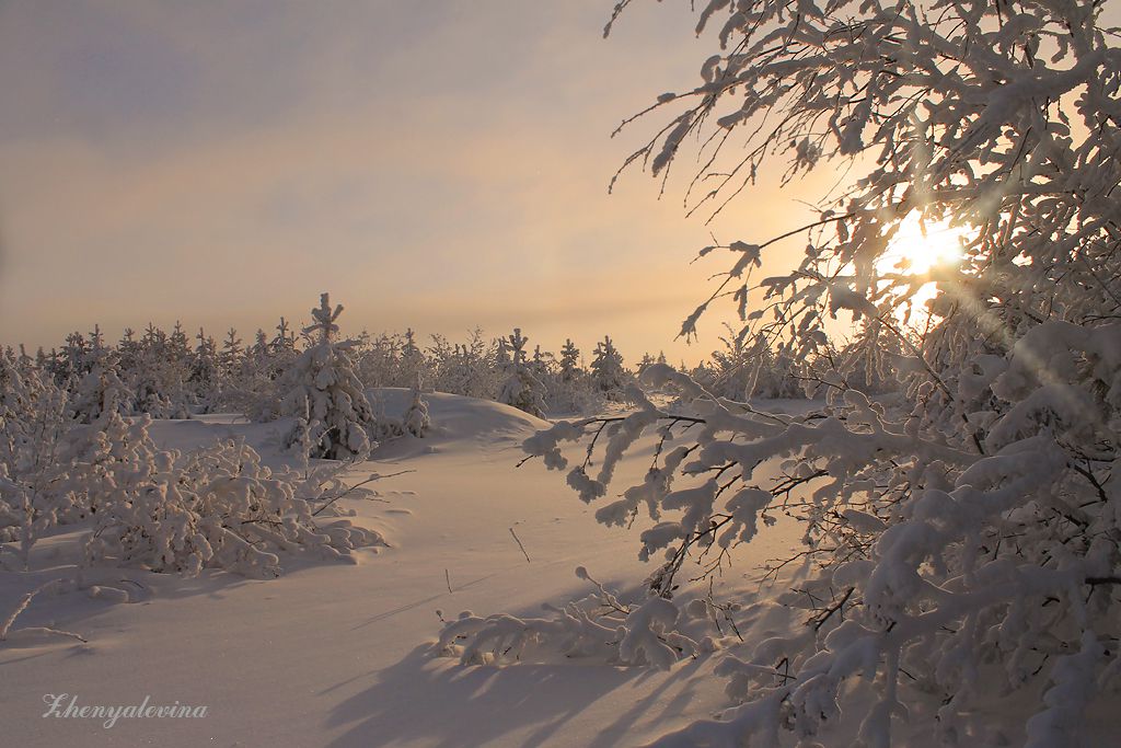 Якутия зимой. Якутия зима Алаас. Снежные пейзажи Якутии. Якутский зимний пейзаж. Якутия пейзаж зима.