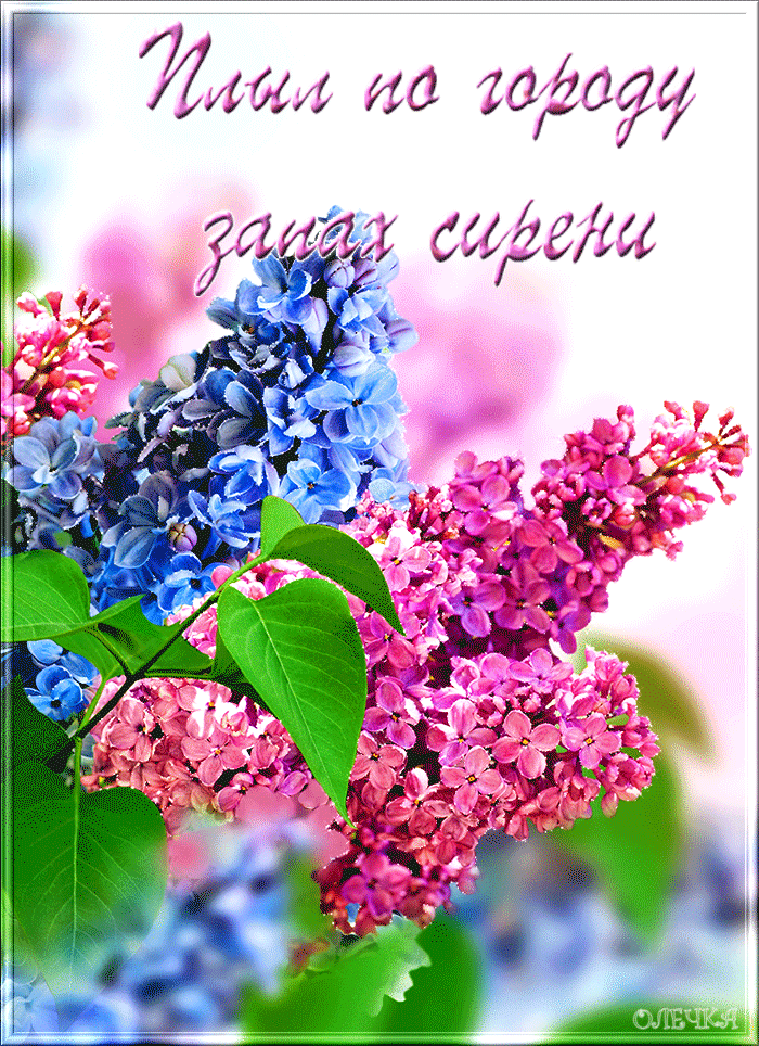 по городу запах сирени. по городу запах сирени. сирень в ташкенте. запах сирени. сирень академик курчатов.