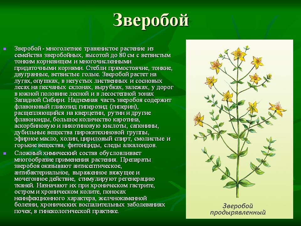 Лечебные свойства растений презентация