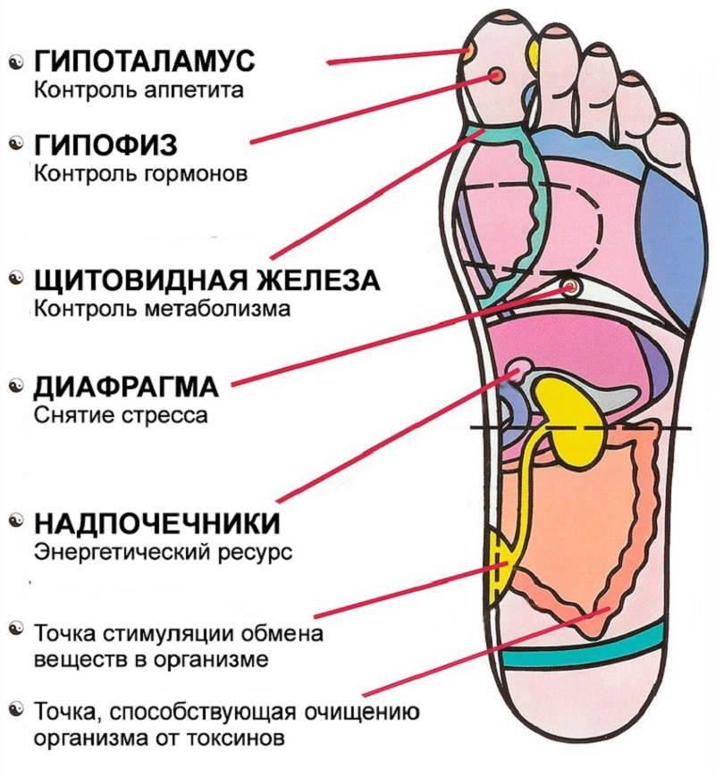 Схема стопы человека с зонами