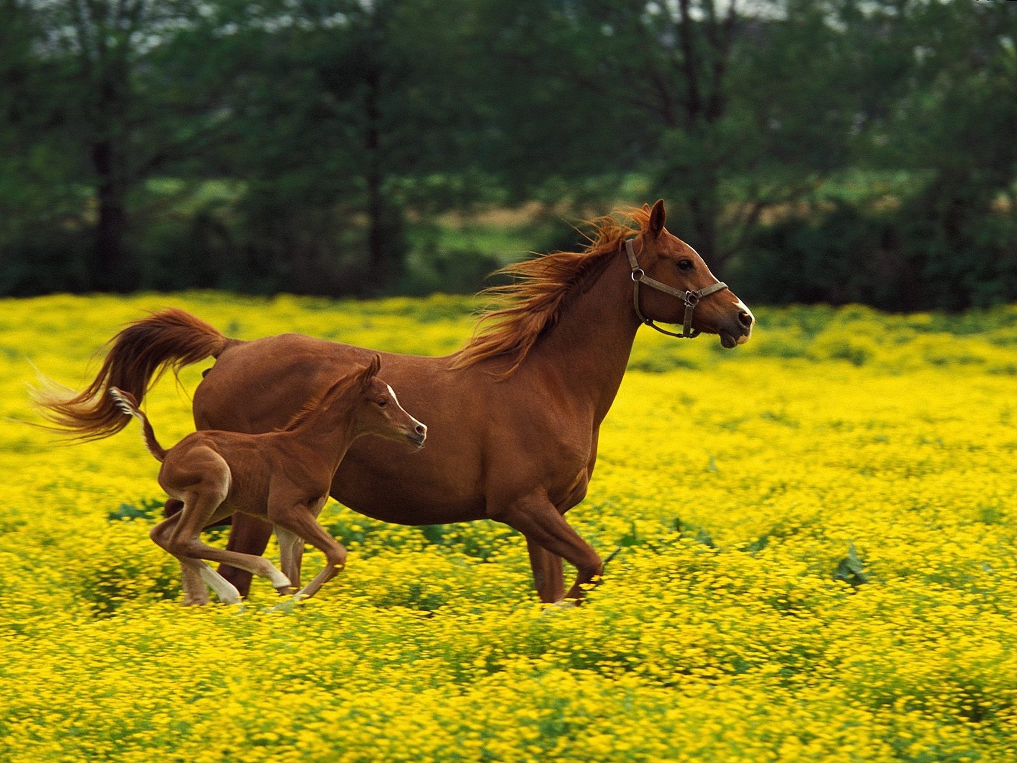 Лошадки п. Жеребенок "Хафлингер". Лошади фото красивые. Картинки на рабочий стол лошади. Лошадь с жеребенком.