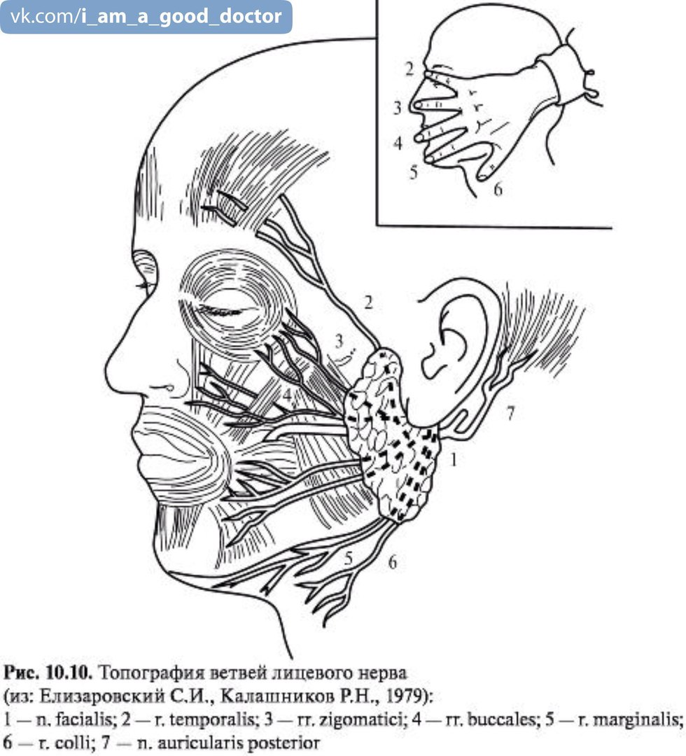 Нервы лицевой области. Топография околоушно-жевательной области. Околоушно-жевательная область топографическая анатомия. Проекция лицевого нерва топографическая анатомия. Топография ветвей лицевого нерва.