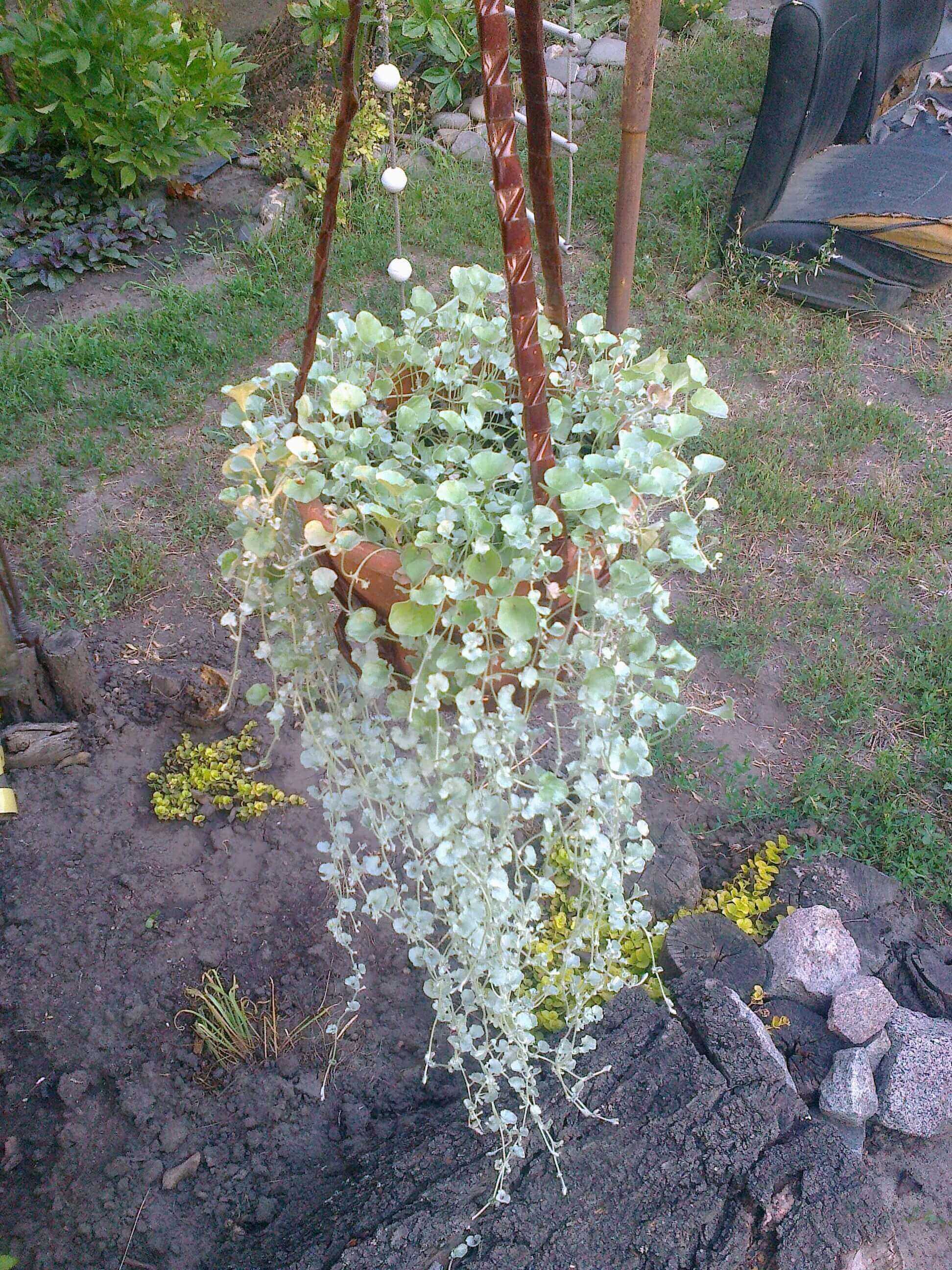 Дихондра ампельная «Серебристый водопад» (Dichondra repens, Dichondra ...