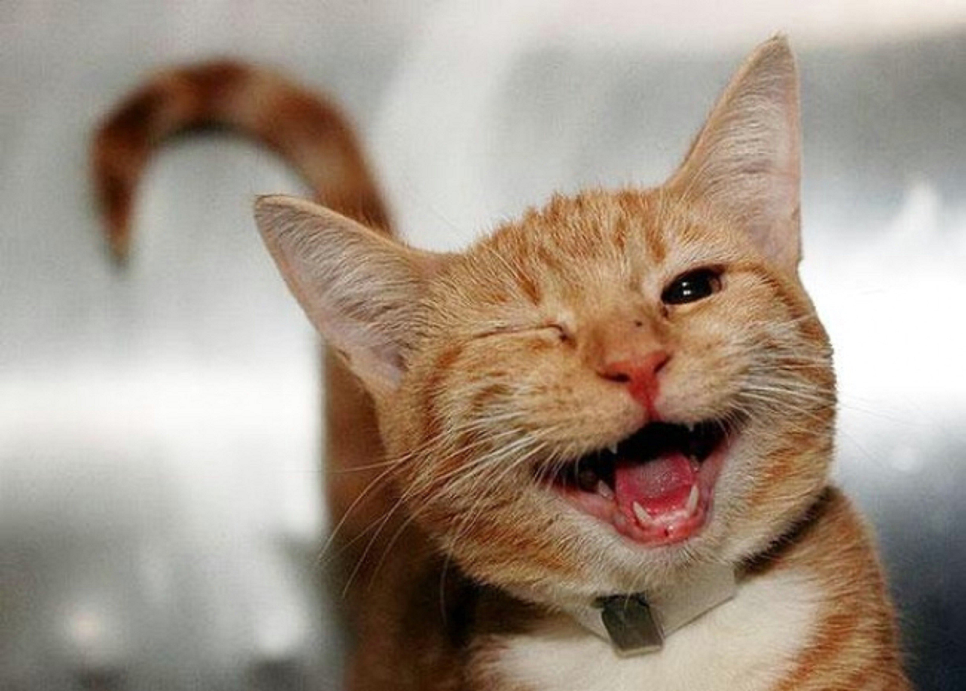 Кошачья улыбка. Радостный кот. Улыбка кота. Веселый котик. Кот улыбается.