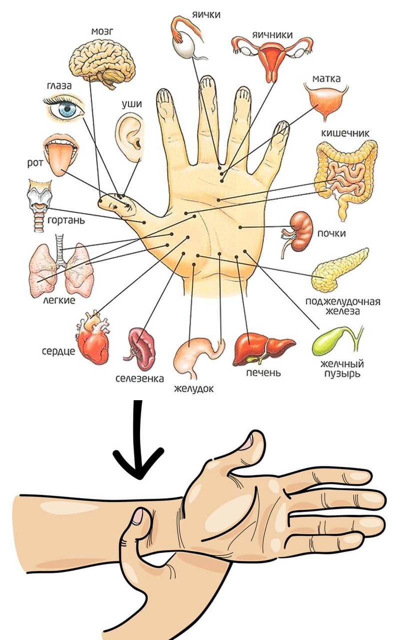 Точки на руках отвечающие за органы тела человека фото с описанием