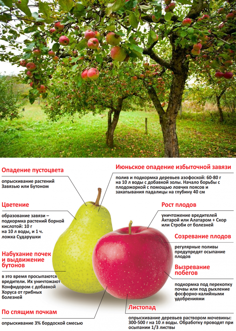 Уход за плодовое. Схема обработки яблок. Схема ухода за яблоней. Схема подкормки плодовых деревьев. Ухаживание за грушей.