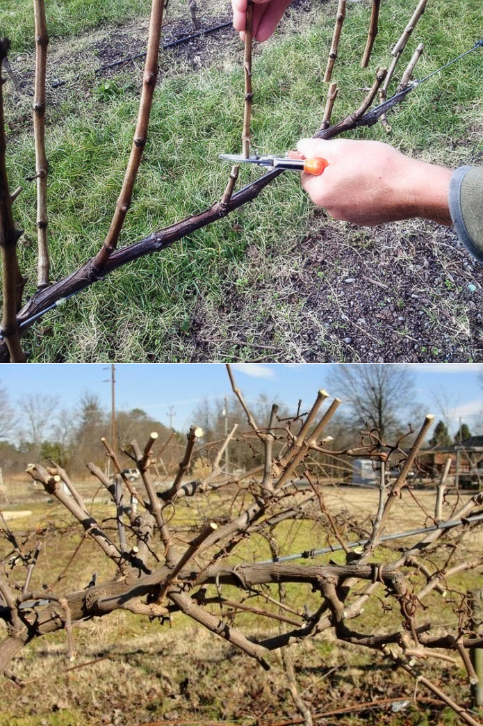 Как обрезать виноград весной фото