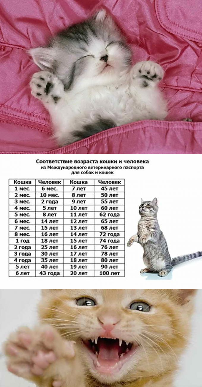 Таблица возраста кошек по человеческим меркам таблица фото