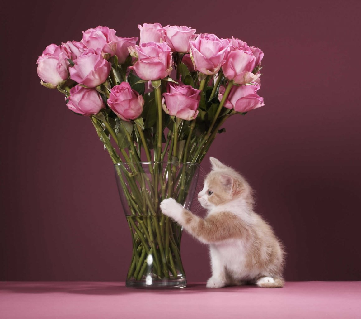 Котенок с букетом тюльпанов