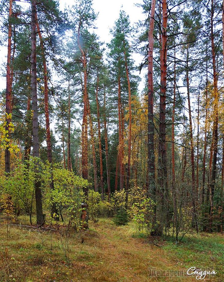 Лес 14. Леса Волховского района. Сосновые леса Волховского района. Как называется лесных.