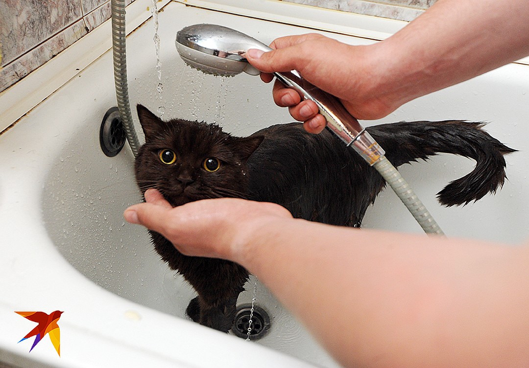 Моем кошку правильно. Мытье кошки. Кошку моют. Кот купается в ванной. Кошка боится воды.