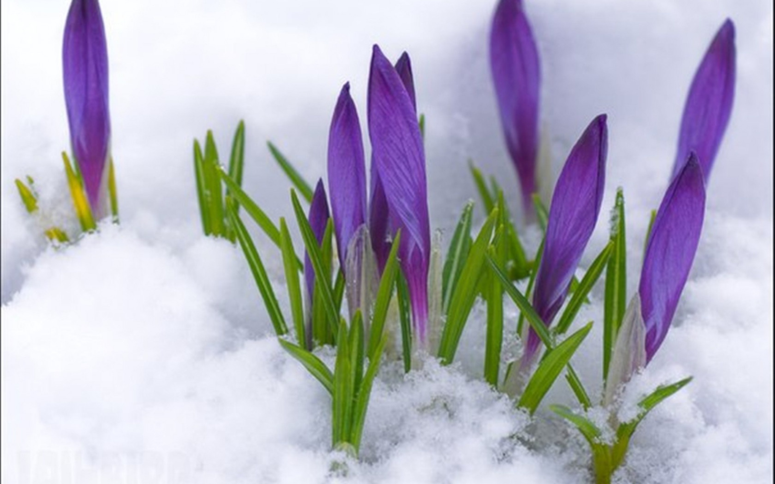 Early spring. Первоцветы крокусы. Первоцветы (подснежники, крокусы, гиацинты).. Пролески, подснежники, крокусы. Крокус фиолетовый первоцвет.