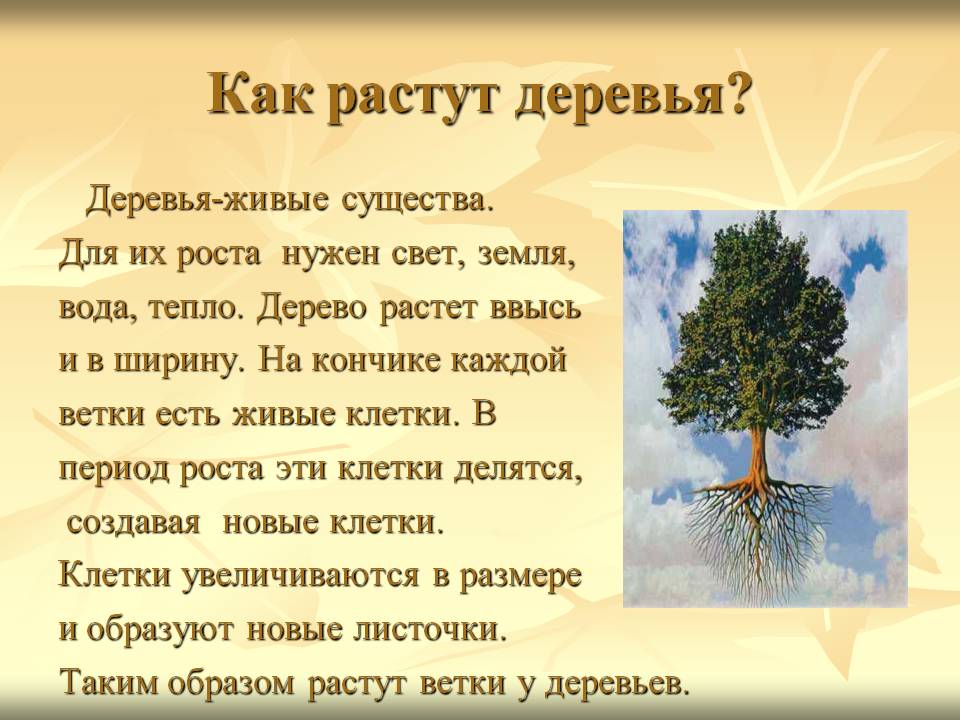 Описание дерева красиво. Стихи про деревья для детей. Дерево для презентации. Дерево для детей. Презентация на тему деревья.