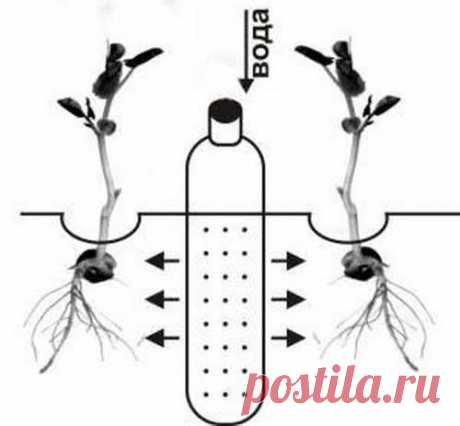 Капельный полив из пластиковой бутылки | Vusadebke.com | Яндекс Дзен