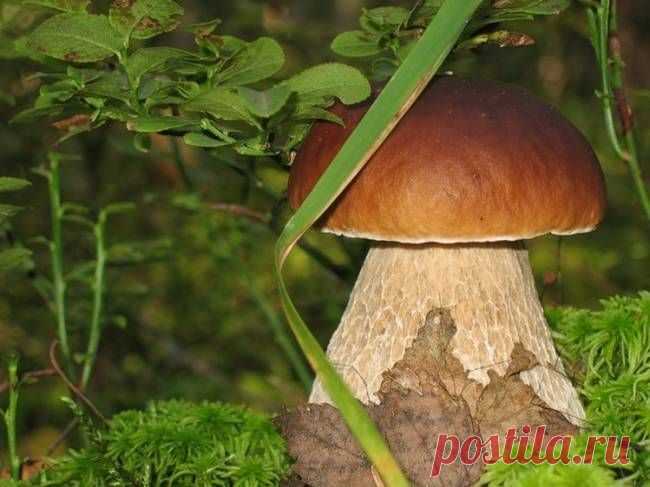 Лечебные свойства белых грибов
