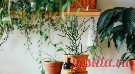 9 самых нестандартных способов расставить комнатные растения | ИДЕИ ВАШЕГО ДОМА | Яндекс Дзен