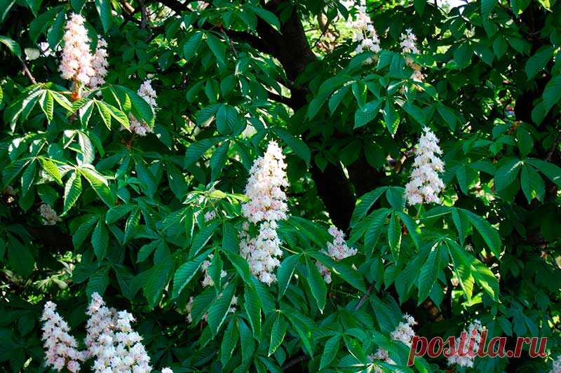 Лекарственное растение Конский каштан обыкновенный (Aesculus hippocastanum). Мощное дерево высотой 15-30 м с серо-коричневой корой, которая у взрослых деревьев отслаивается тонкими чешуйками. Дерево сильно разветвленное, крона высокая сводчатая. Листья длинночерешковые, пальчатые, 5-7-раздельные, листочки обратнояйцевидные, к основанию клиновидно сужающиеся, неравномерно-пильчатые, длиной до 25 см. Крупные почки смолисто-клейкие.