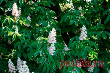 Лекарственное растение Конский каштан обыкновенный (Aesculus hippocastanum). Мощное дерево высотой 15-30 м с серо-коричневой корой, которая у взрослых деревьев отслаивается тонкими чешуйками. Дерево сильно разветвленное, крона высокая сводчатая. Листья длинночерешковые, пальчатые, 5-7-раздельные, листочки обратнояйцевидные, к основанию клиновидно сужающиеся, неравномерно-пильчатые, длиной до 25 см. Крупные почки смолисто-клейкие.
