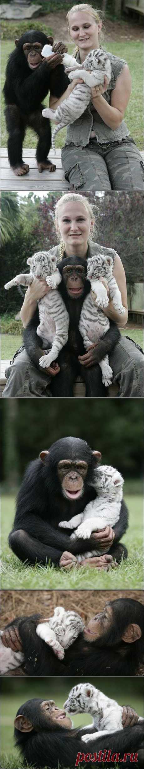Шимпанзе - приемная мать тигрят (21 фото)