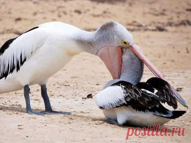 Слишком голодные пеликаны, которые пытались съесть что-то ещё, кроме рыбы
