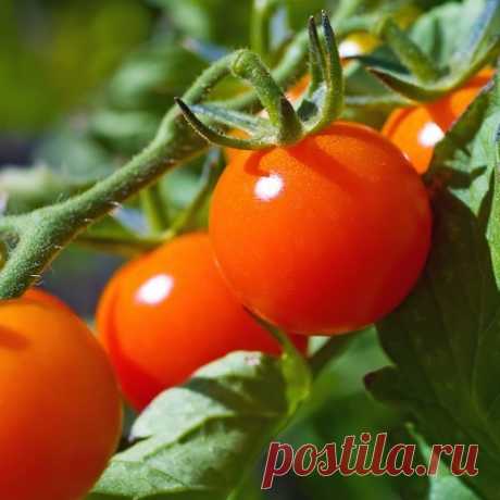 Томатный шок - три типичные ошибки при выращивании помидорной рассады