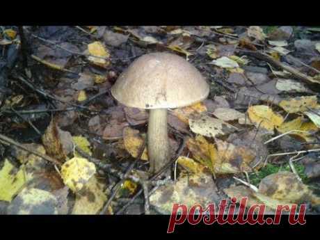 Серия видео роликов про грибы растущие в средней полосе России - Подберезовики. Съедобные грибы - YouTube