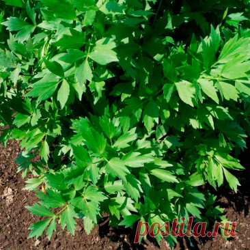 Лекарственное растение Любисток аптечный (Levisticum officinale). Многолетнее растение с очень сильным ароматом. Стебель круглый, исчерченный, высотой 1-2 м. Листья темно-зеленые, блестящие. Нижние дважды- или триждыперистые, длиной до 11 см. Листочки обратно-яйцевидные, к концу рассеченные или зубчатые; и верхние листья часто просто перистые или перистораздельные.