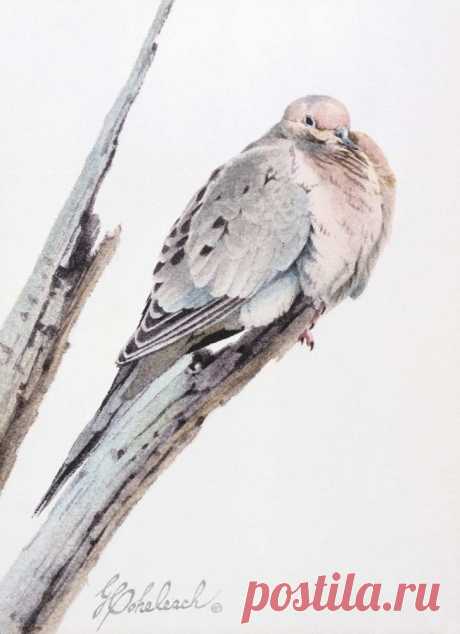 Birds of all Kinds by Guy Coheleach - Guy Coheleach's Animal Art