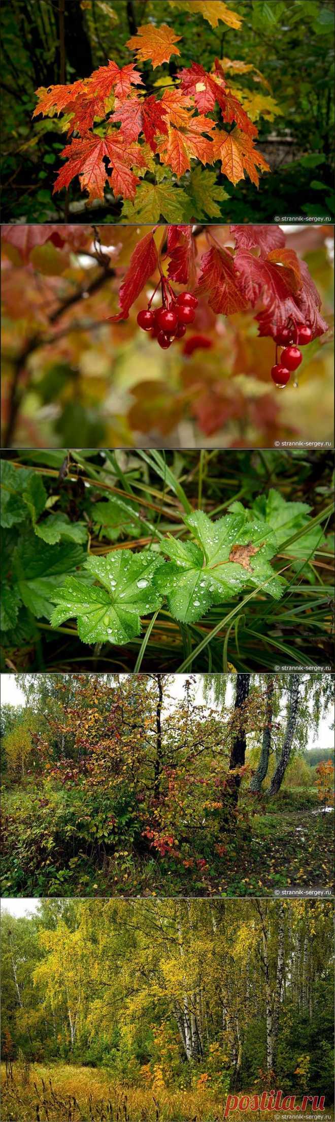 Осенний дождь в лесу | 5минутка