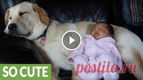 Labrador puppy babysits newborn baby