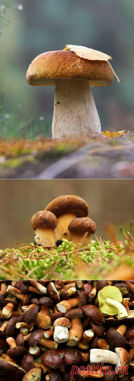 35PHOTO - Вячеслав Мищенко - А в лесу лесочке, выросли грибочки!!!