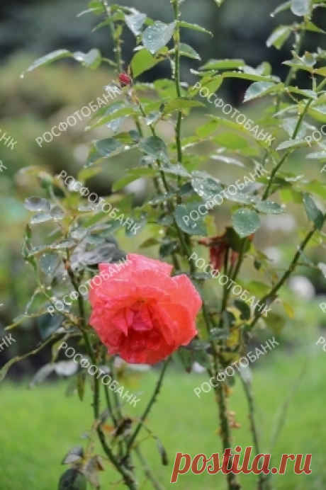 Красная роза после дождя Капли дождя на цветущей красной розе и листьях в саду парка в дождливый летний день.