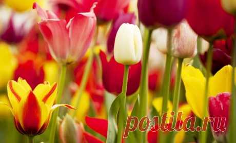 Основные виды тюльпанов (фото, описания, сорта) | В цветнике (Огород.ru)