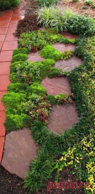 Sedums are decorative between paving stones, great fillers in containers and create colorful groundcovers in landscaping.