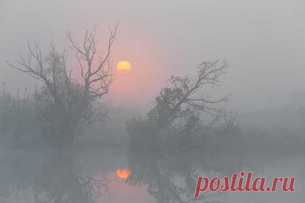Туманный рассвет на реке Воронеж, Липецкая область. Автор фото – Юрий Сорокин. Доброе утро!