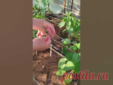 Перцы, томаты, огурцы и другие растения нужно подвязывать, чтобы они не завалились. Существует много разных способов, способ, показанный в этом ролике отличн...