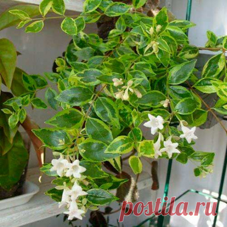 Комнатное растение Абелия (Abelia). Полувечнозеленый неприхотливый кустарник, который в домашних условиях можно выращивать на полках или в подвесных кашпо. Назван в честь доктора К.Абеля, работавшего в Китае в начале XIX в. Цветет с весны до середины лета. Цветки, собранные в метельчатые соцветия, появляются на концах розоватых ветвей, которые могут вытягиваться до 1 м.