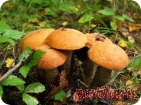 Лечение онкологии грибами и травами. .. | Познавательный сайт ,,1000 мелочей&quot;