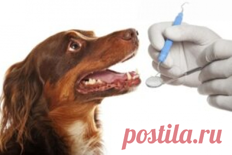 Зубная боль у собак: профилактика и ключевые аспекты ухода - Все о кошках и собаках Зубная боль - это одна из самых распространенных проблем, с которыми сталкиваются собаки